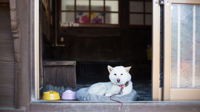 【愛犬と素泊まり】わんちゃんとお泊まりなら当プランから